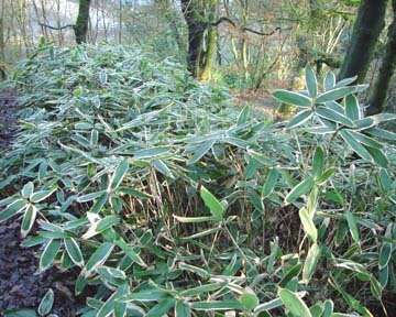 Image of broadleaf bamboo