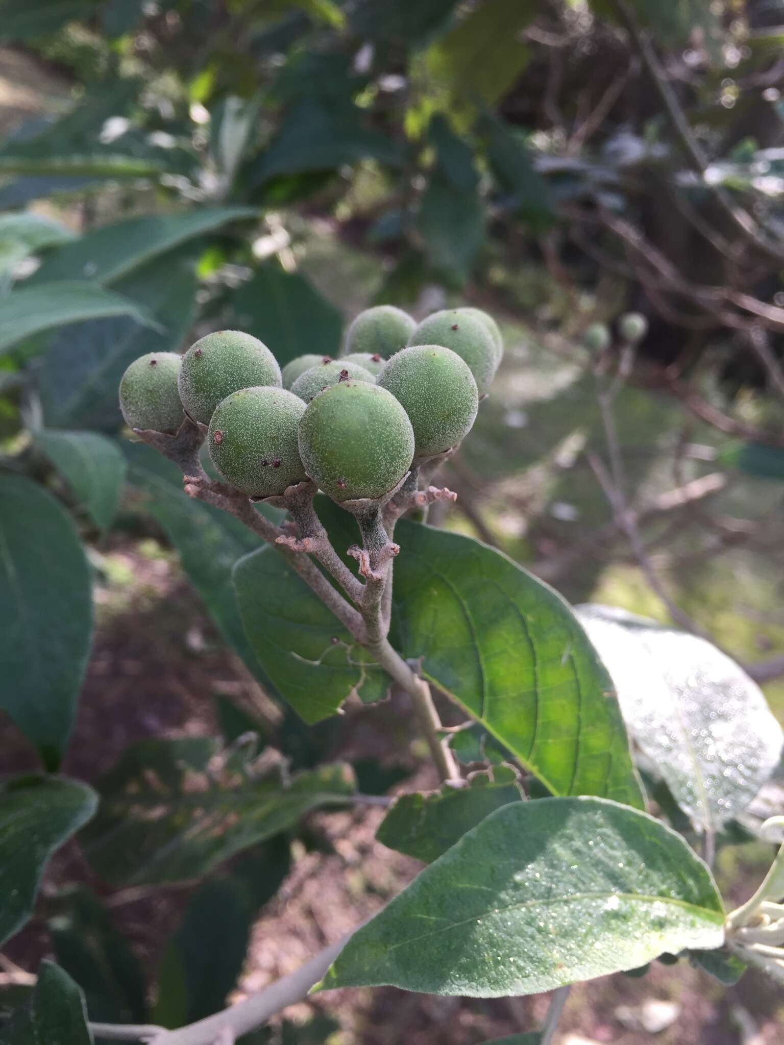 Image of Solanum granulosoleprosum Dun.