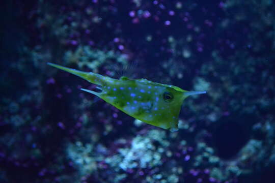 Image of Longhorn cowfish