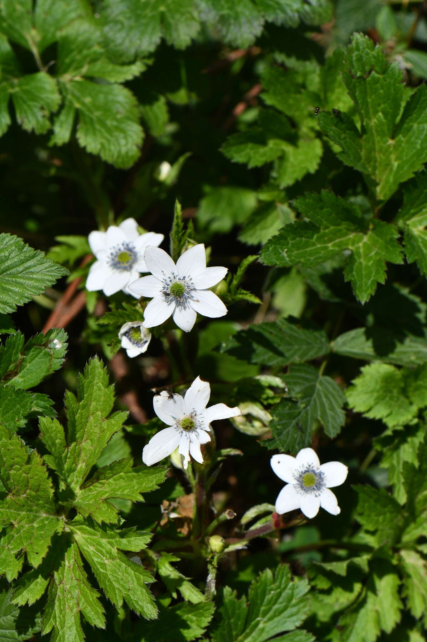 Image of Himalayan windflower