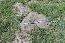 Image of pocket gopher