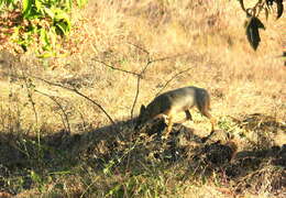 Слика од Canis aureus indicus Hodgson 1833