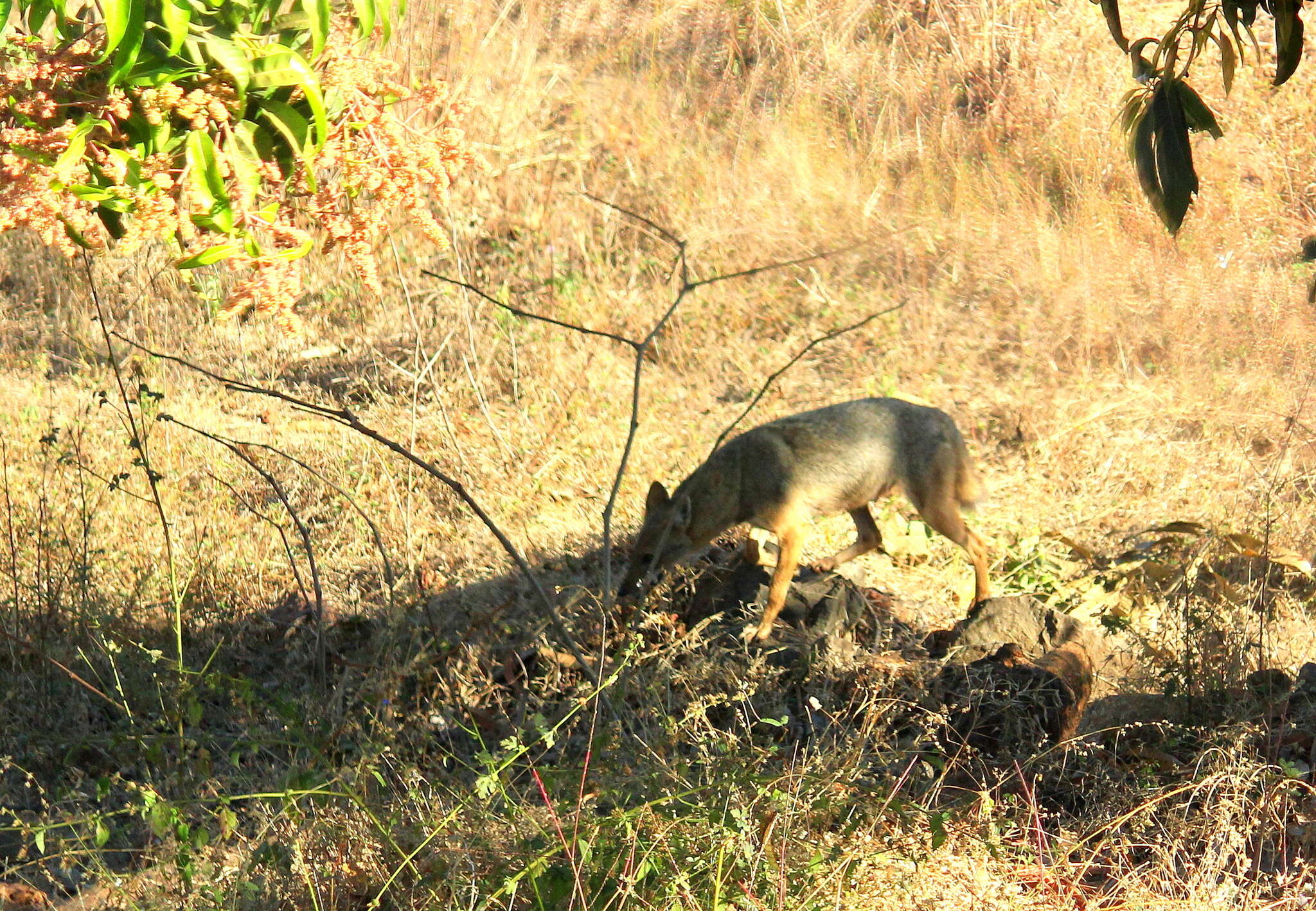 Image of Indian jackal