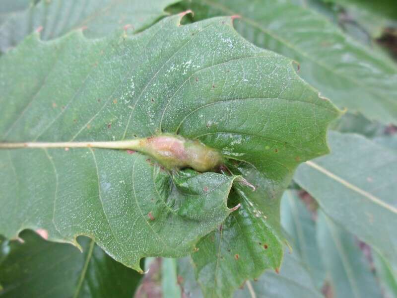 Image of Asian chestnut gall wasp