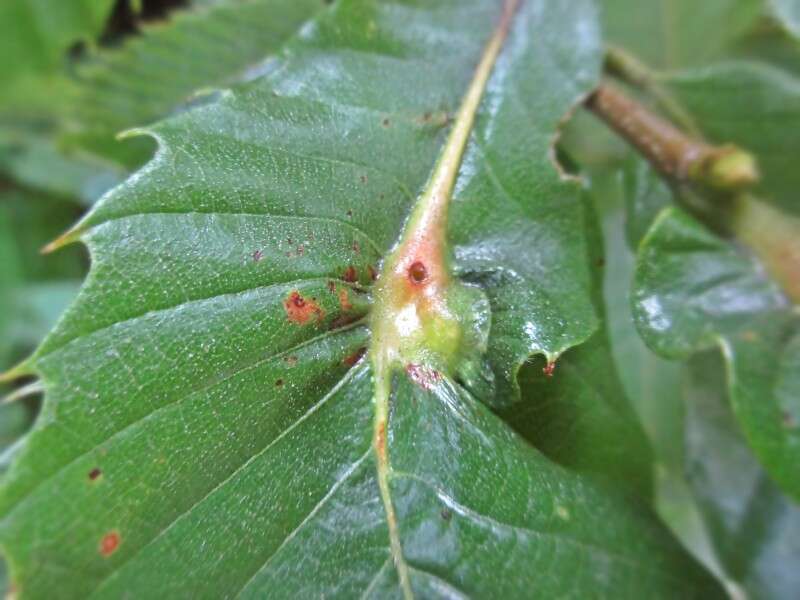 Image of Asian chestnut gall wasp