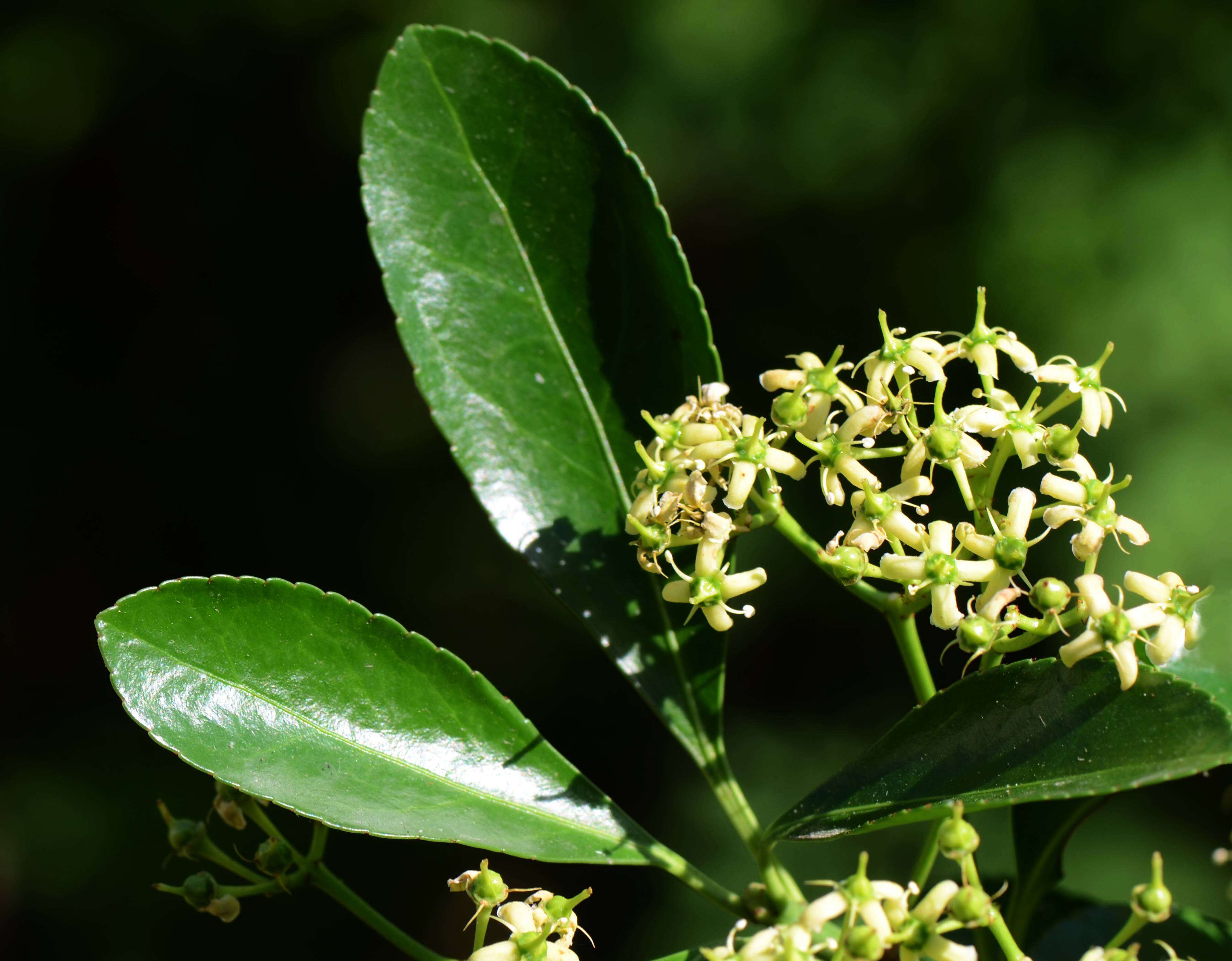 Plancia ëd Euonymus japonicus Thunb.