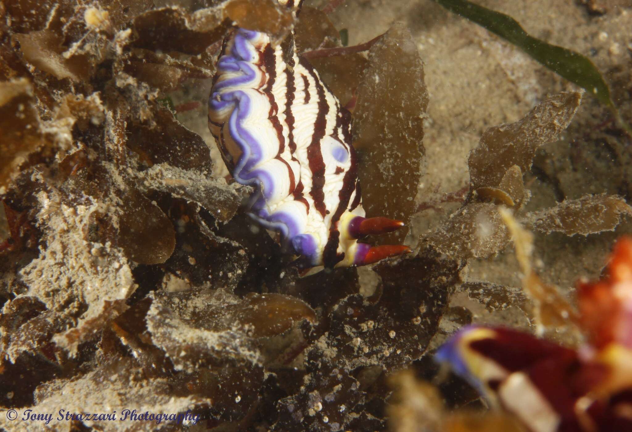 Image of Nembrotha purpureolineata O'Donoghue 1924