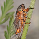 Image of <i>Cicadetta montana</i>