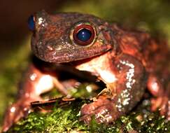 Image of Ecnomiohyla salvaje (Wilson, McCranie & Williams 1985)