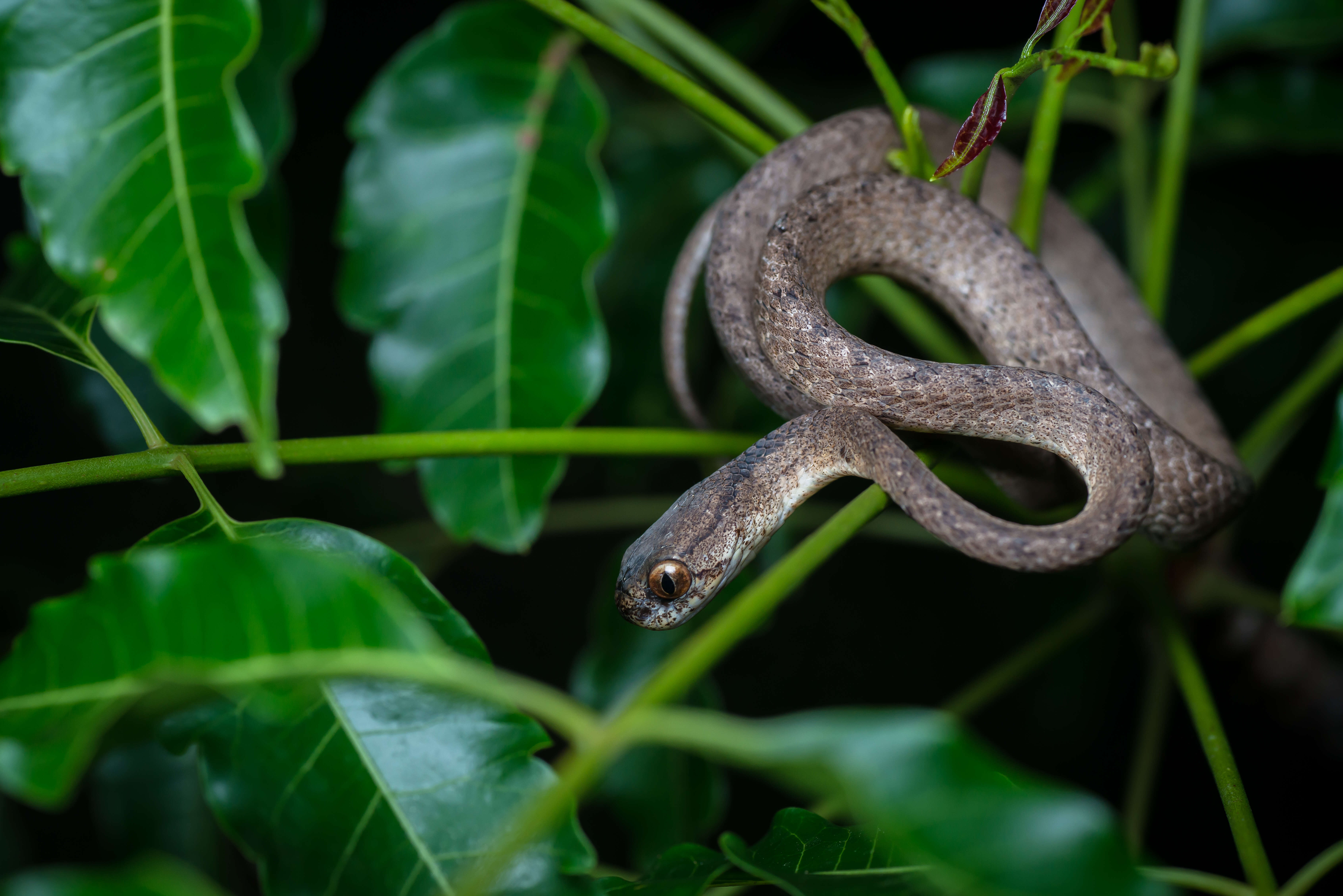 Sivun Pareas carinatus (H. Boie 1828) kuva