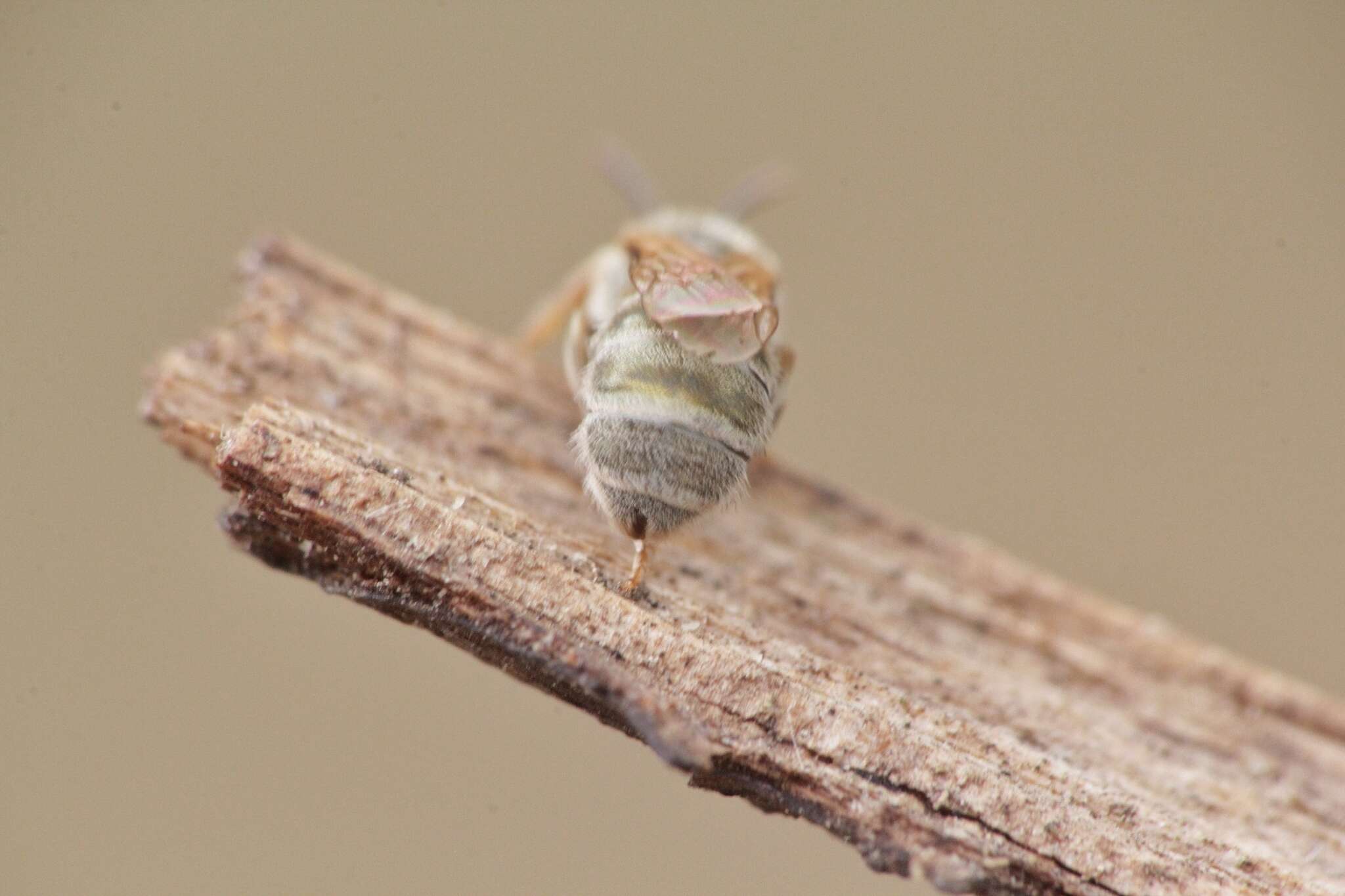 Imagem de Halictus vestitus Lepeletier 1841