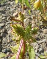 Image of Xanthium orientale subsp. californicum (Greene) Greuter