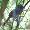 Image of Manu Antbird