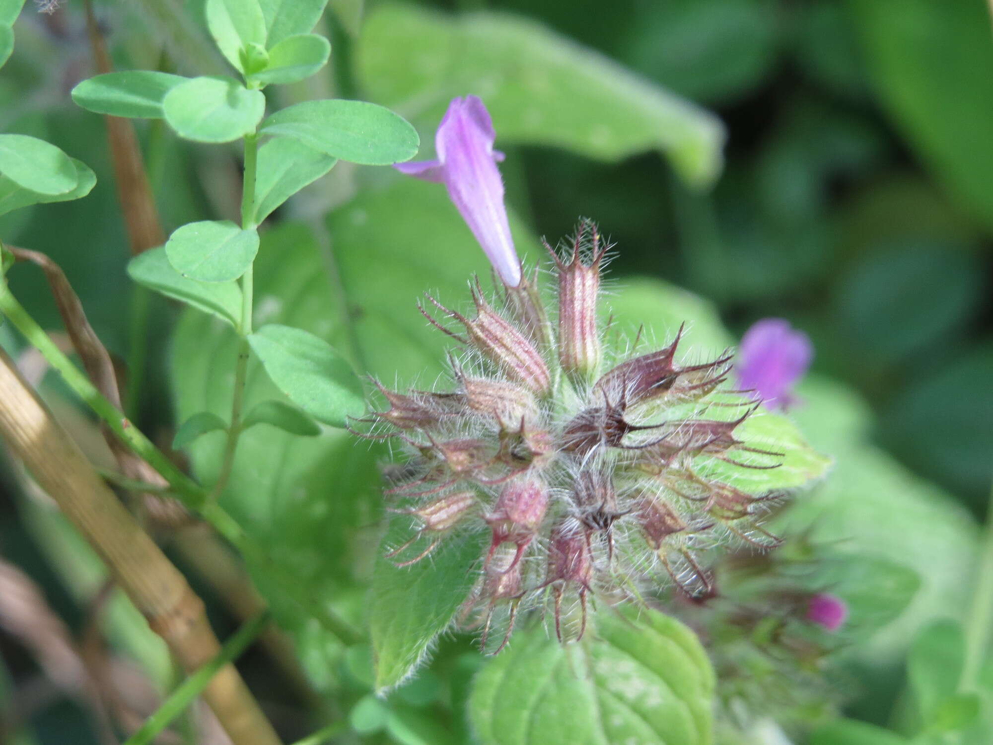 Image of wild basil