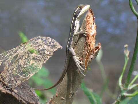 Image of Brown Basilisk