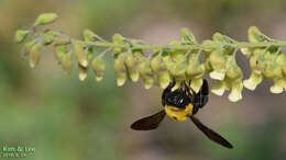 Imagem de Xylocopa appendiculata Smith 1852