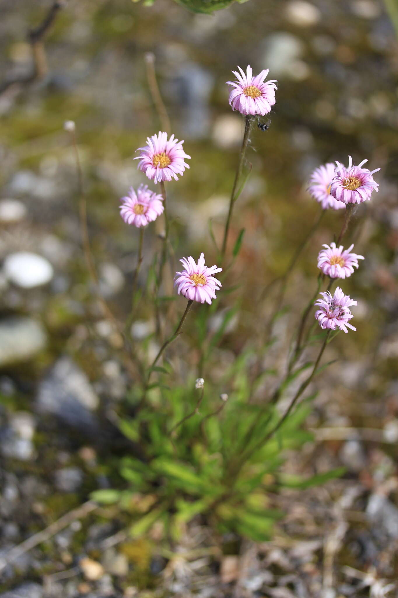 Image of Erigeron silenifolius (Turcz. ex DC.) Botsch.