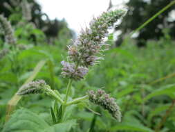 Image of Horse Mint