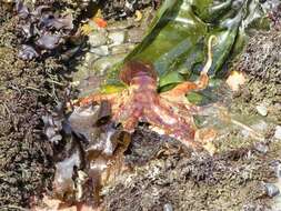 Image of East Pacific red octopus