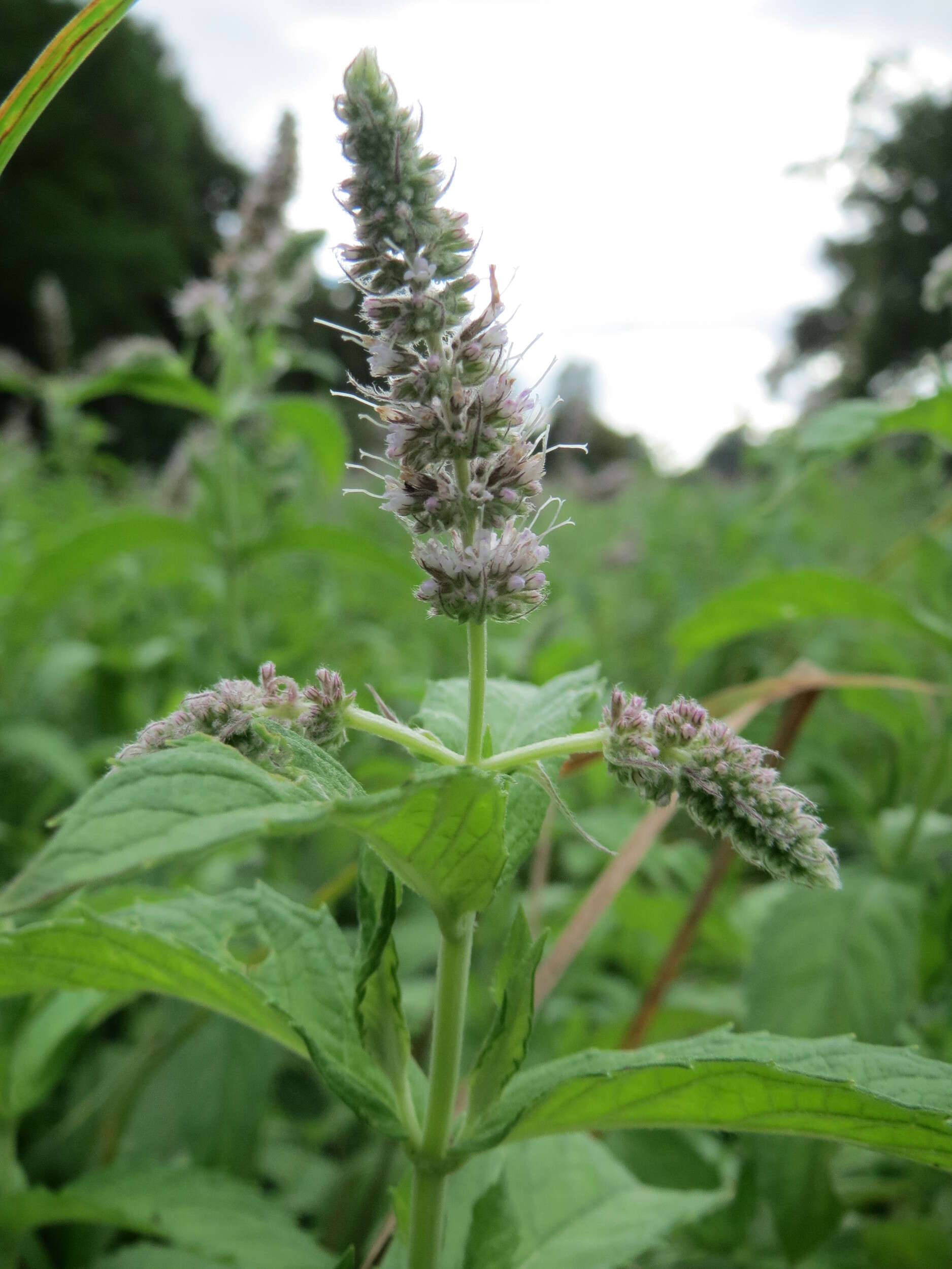 Image of Horse Mint