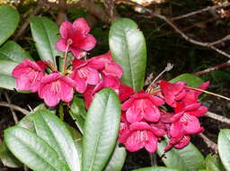 Imagem de Rhododendron haematodes Franch.