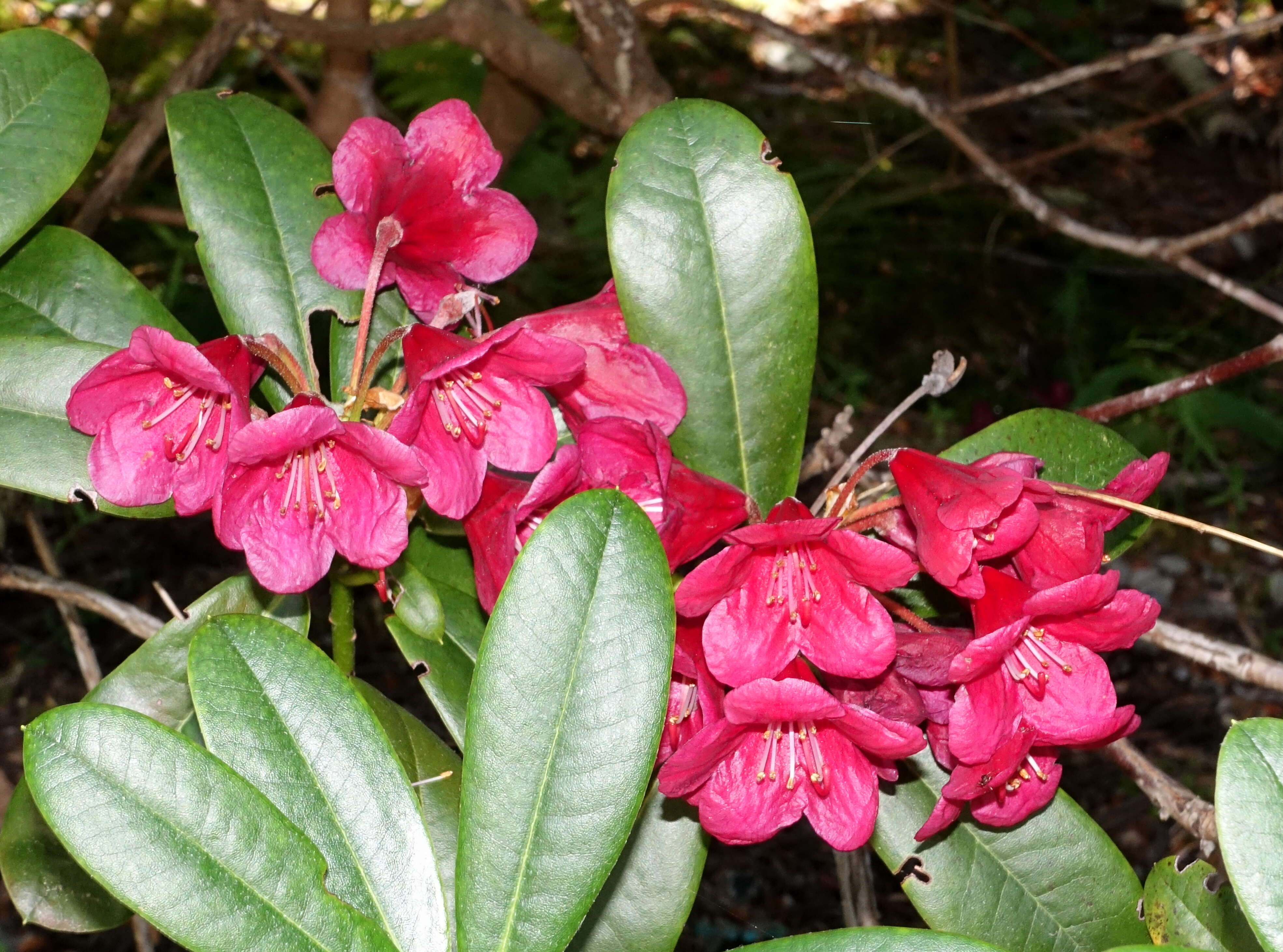 Imagem de Rhododendron haematodes Franch.