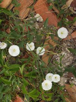 Image of Field Bindweed