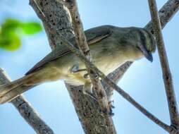 Слика од Vireo magister (Baird & SF 1871)