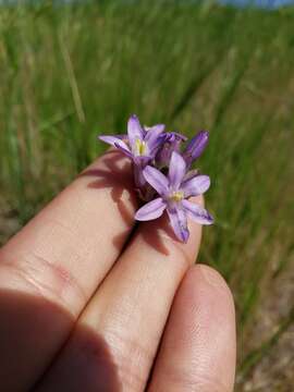 Sivun Dichelostemma multiflorum (Benth.) A. Heller kuva