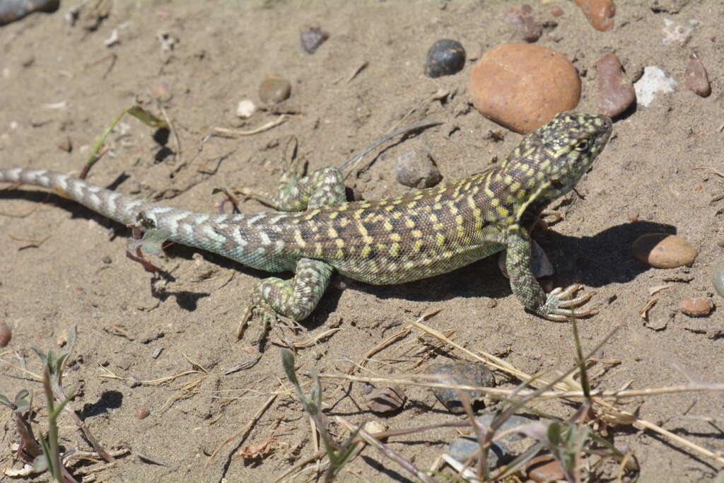 Liolaemus melanops Burmeister 1888 resmi