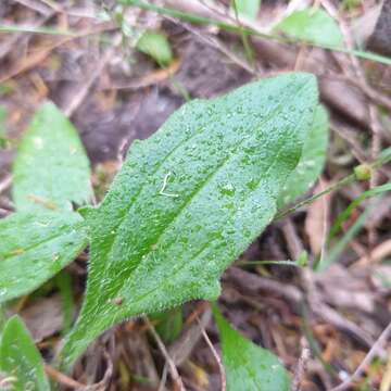 Image of weak plantain