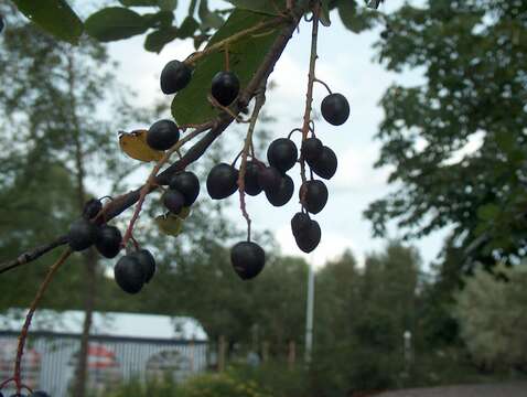 Prunus padus L. resmi