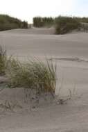 Image of European beachgrass