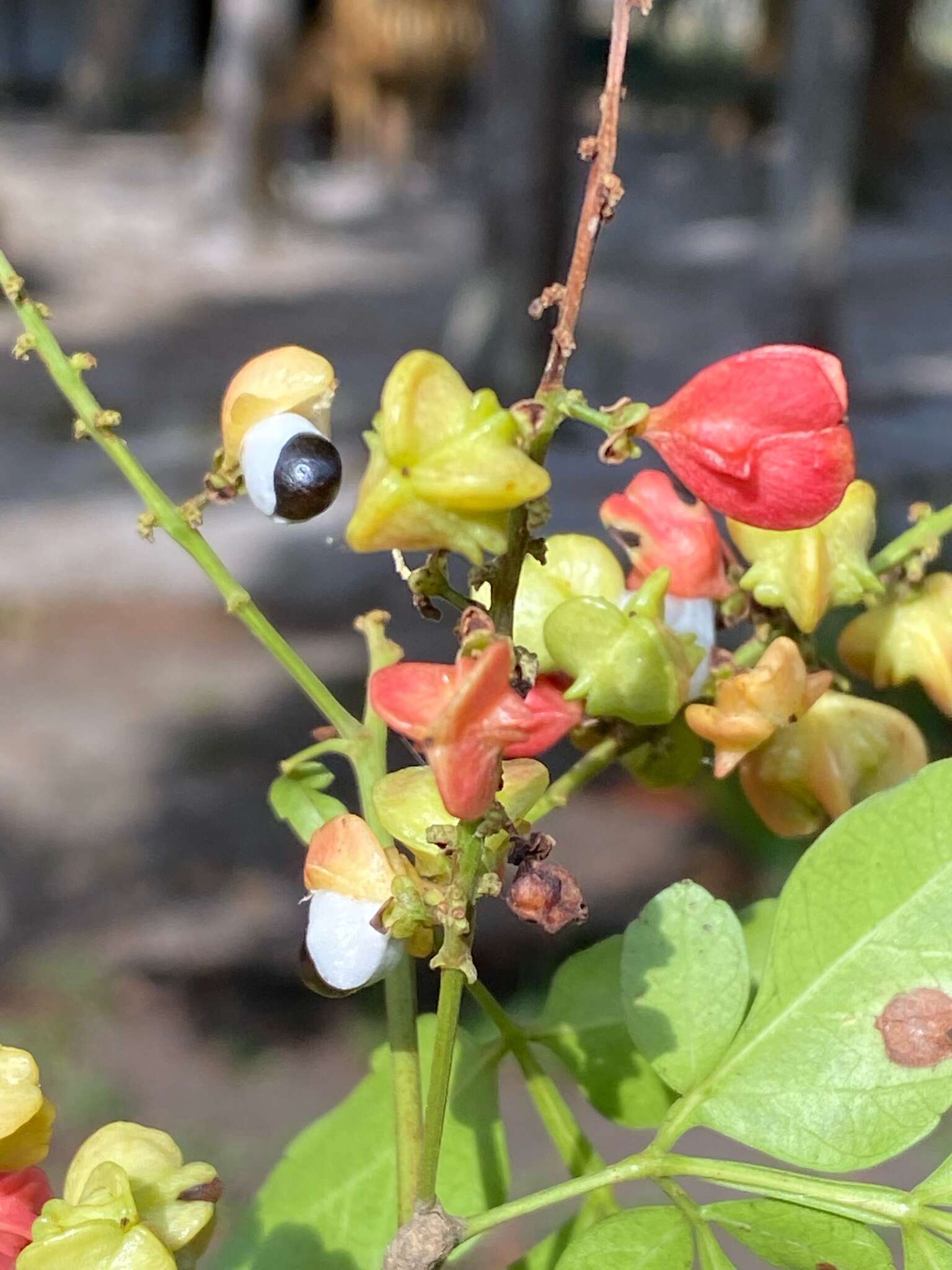 Слика од Paullinia weinmanniifolia Mart.