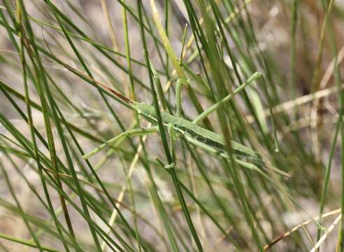 Image of Common Predatory Bush-cricket