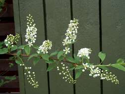 Image of Bird Cherry