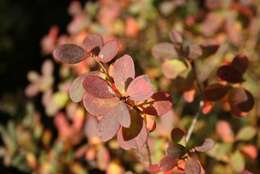 Image of alpine bilberry