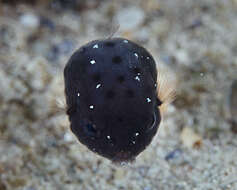 Image of Blue boxfish