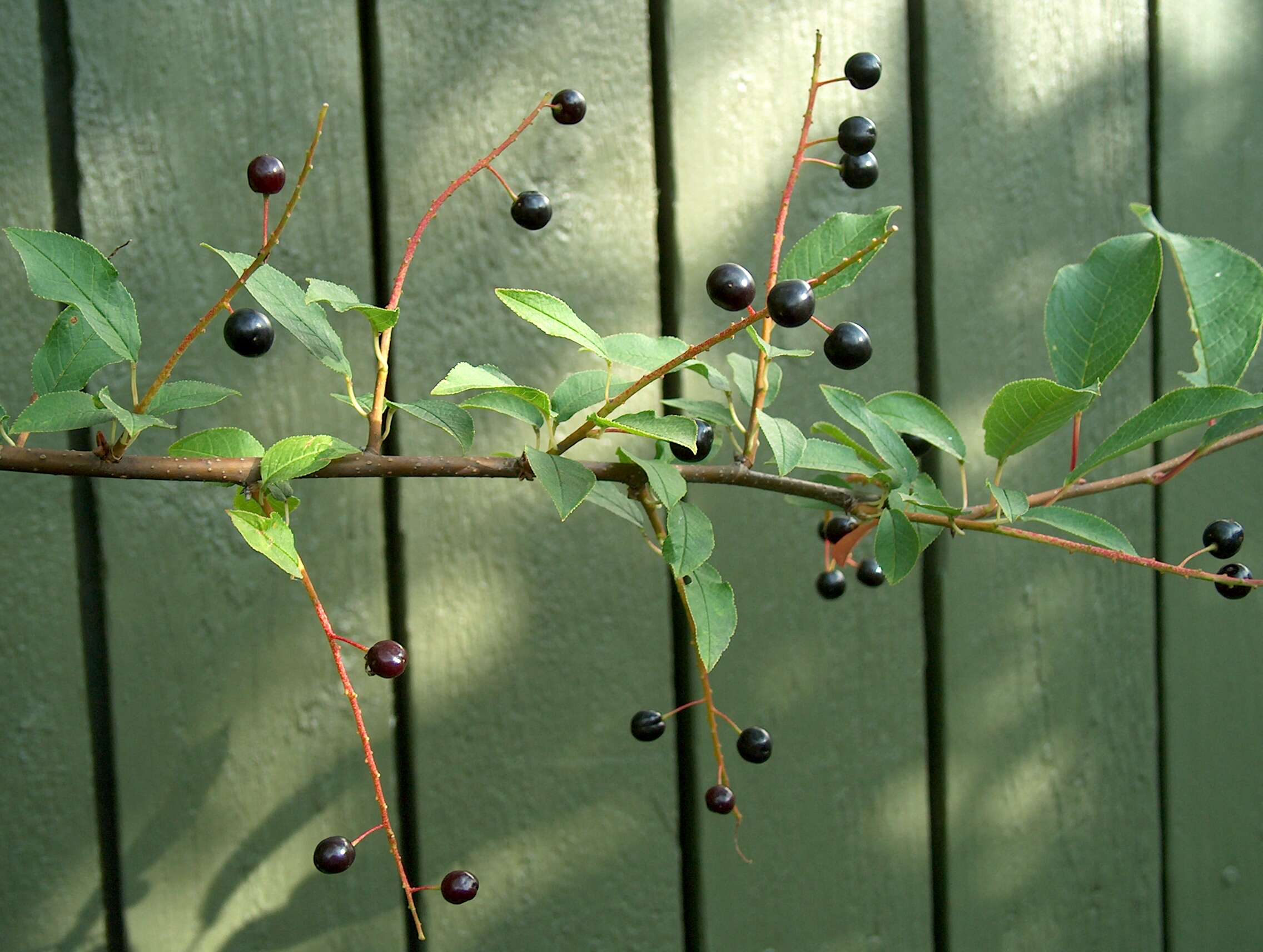 Image of Bird Cherry