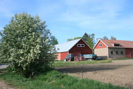 Image of Bird Cherry