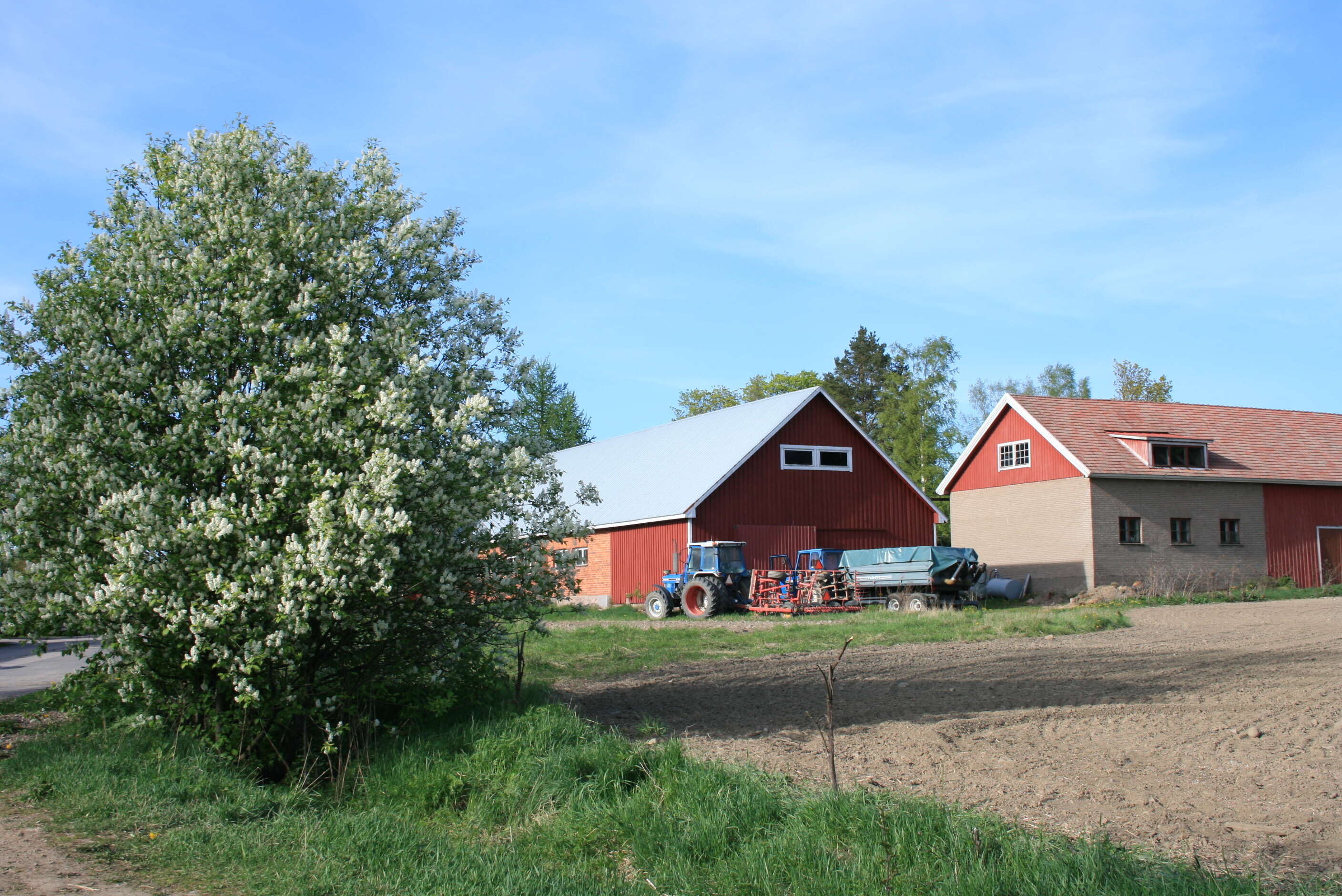 Image of Bird Cherry