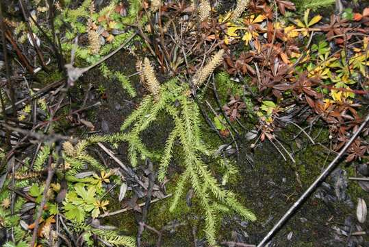 Image of Marsh Clubmoss