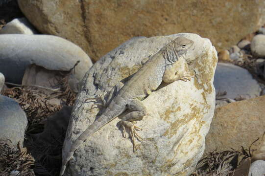 Image de Cophosaurus texanus texanus Troschel 1850