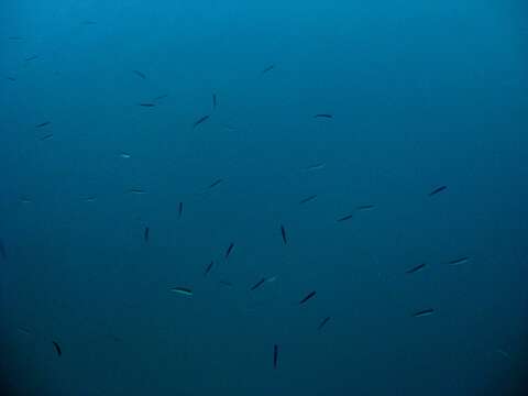 Image of Mediterranean sand smelt