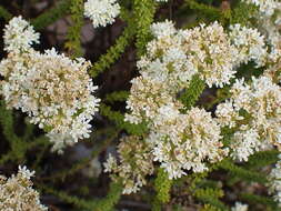 Image de Selago myriophylla O. M. Hilliard