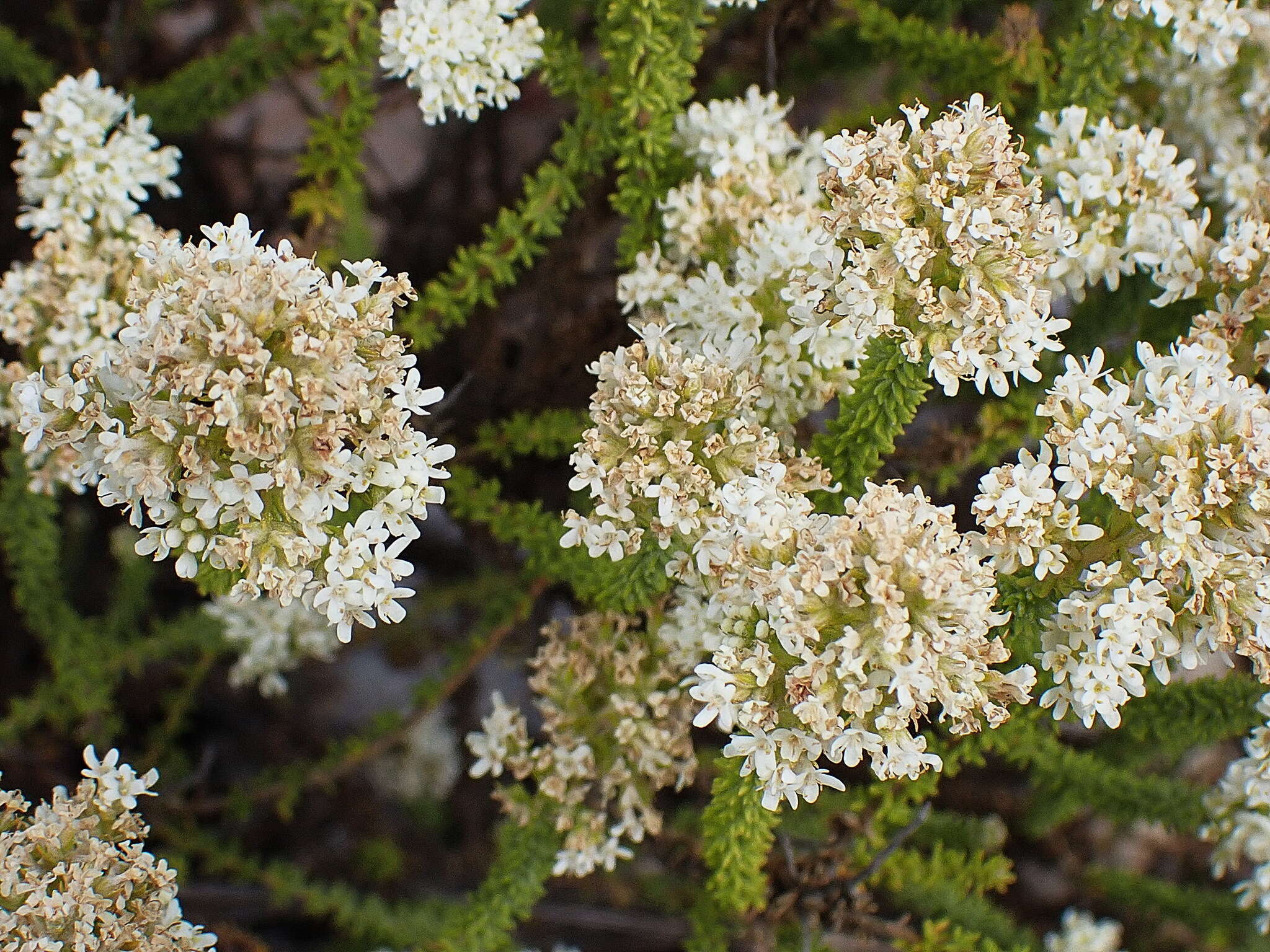 Image of Selago myriophylla O. M. Hilliard