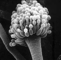 Image of Aspergillus fumigatus Fresen. 1863