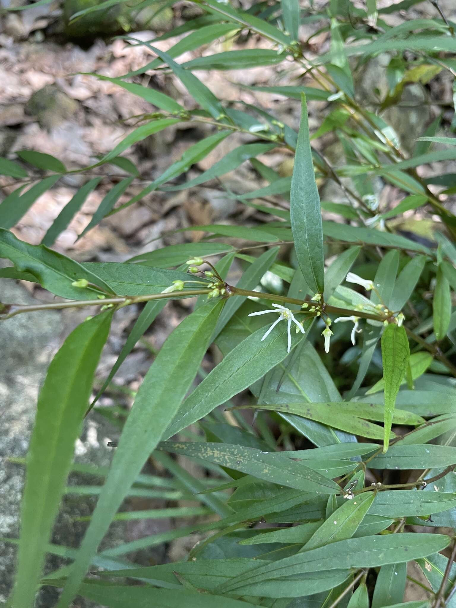 Image of Asclepiadaceae