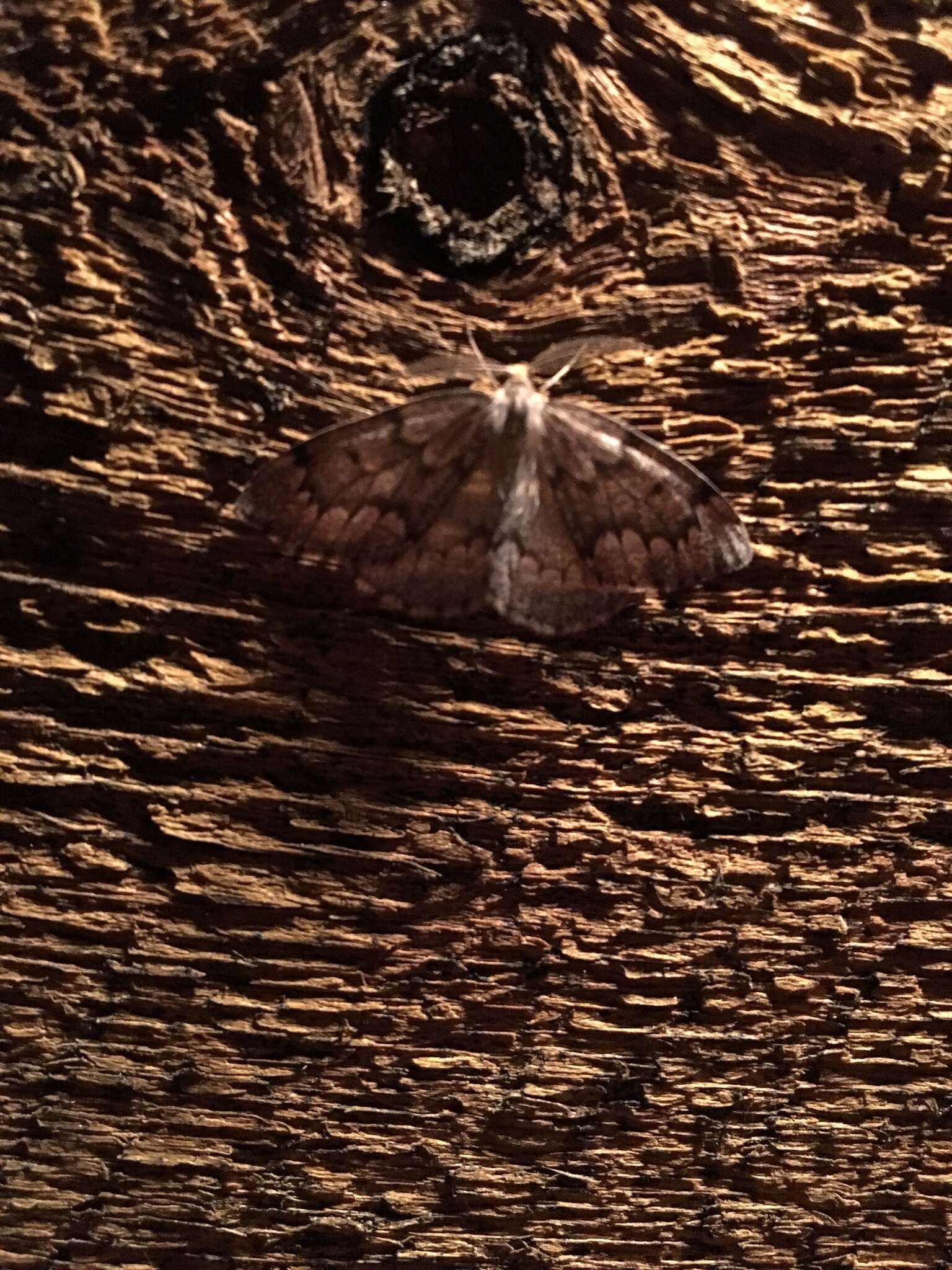 Image of False Hemlock Looper