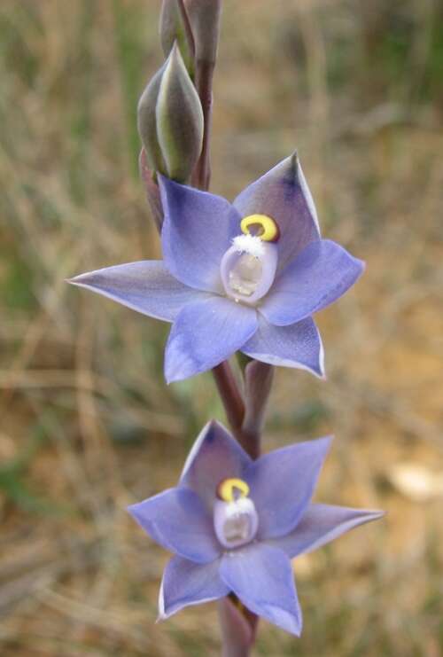 Image of Slender sun orchid